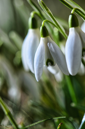 Galanthus nivalis snowdrop white spring flowers