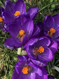 Purple crocus in spring