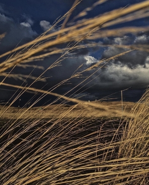 Dark clouds behind the golden wheat