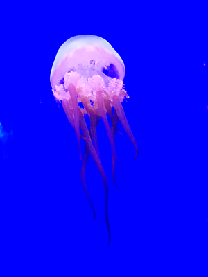 Jellyfish is a distinctive blue-pink color
