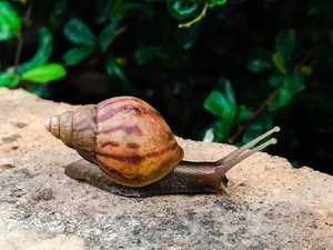slow life with snail