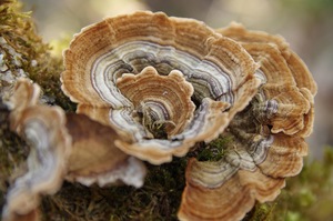 close-up of fungus