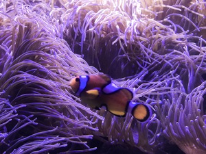 clown fish and sea anemones