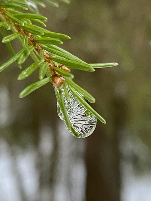 Close up of icicle at branch of pine tree