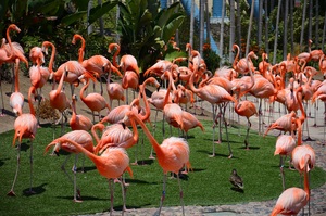 flamingo animals