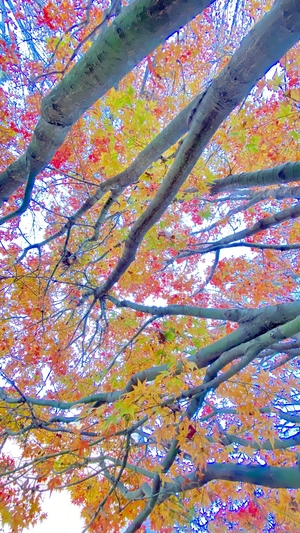 the autumn trees in their most beautiful colors