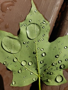 Waterdrops on green leaf