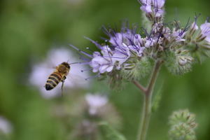A bee flying towards a violett blossom. organic