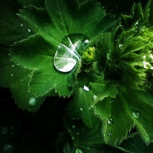 Drop of water on green Leaf
