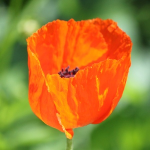 Close up of poppie flower in the field