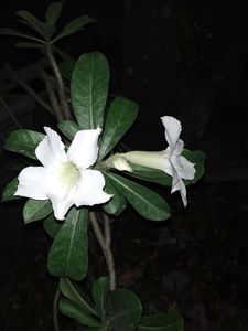 White adenium flowers in the night
