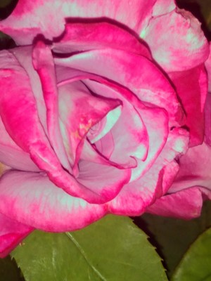 Rose purple pink