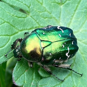 Big green bug on green leaf.