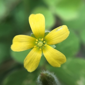 Blooming Yellow Flower Macro photography image