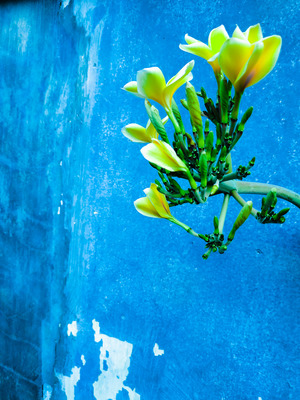 The yellow flowers in the blue
