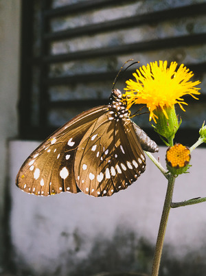 Brown butterfly and yellow flowers