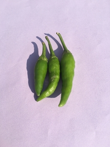 Green chilies on pastel purple background wallpaper image