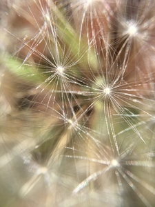 dandelion flower macro photography image