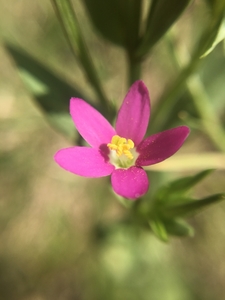 pink flower macro photography image