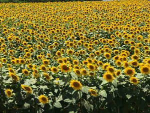 sunflower garden