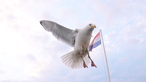 The Dutch Seagull