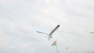 seagull at brighton beach