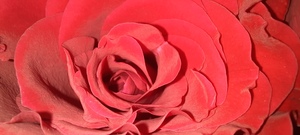 wonderful gorgeous rose flowers