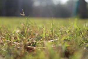 Green grass in morning time
