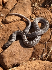 Egg eater snake South Africa