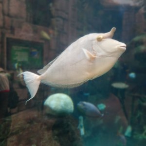 Rhino fish aquarium