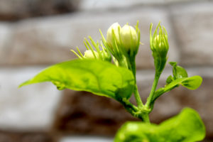 Jasmine flower with leaf