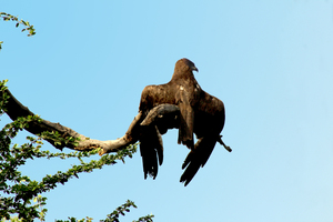 Eagle King sitting on bracnch of tree