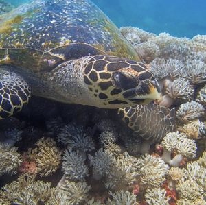 Turtles swimming above coral