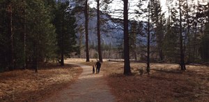 Walking in park during winter Yosemite National Park