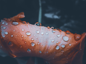 Rain water drops on leaf