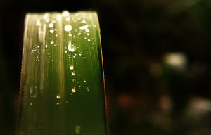 dew in the morning