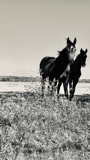 Two horses standing in field Black and white
