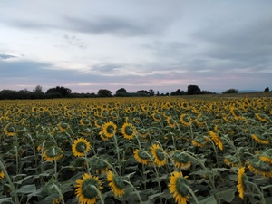 Field of sunflowers in Girasoli