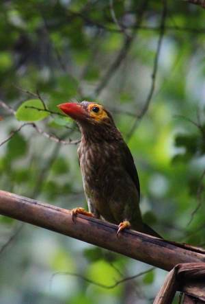A green and brown barbet