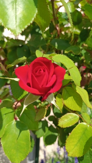 Red Rose Flower im Garten