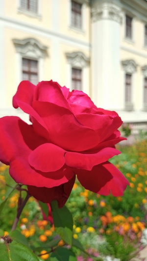 Rosé Red Rote Rose im Garten