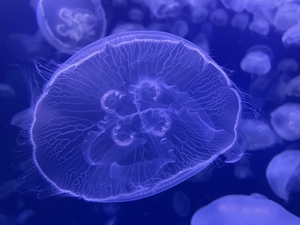 Jelly Fish Under Water