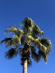 green palm tree on against blue sky
