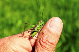 Insect green grasshopper sitting on hand human