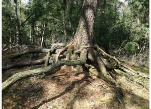 tree with roots exposed in forest