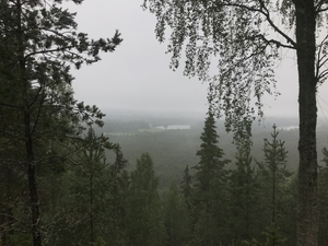 View of trees in foggy forest