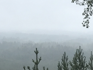 View over foggy forest