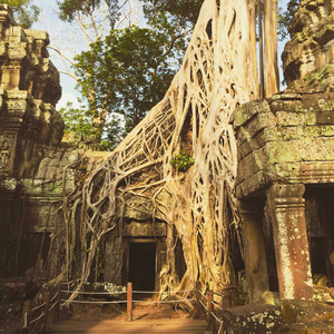 Taprohm Temple cover by jungle
