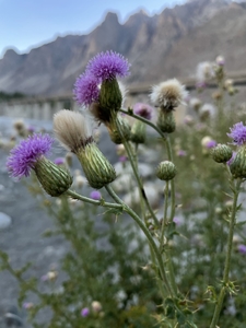 Close up of wild purple plants