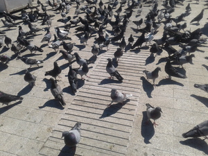 Flock of pigeons on the street